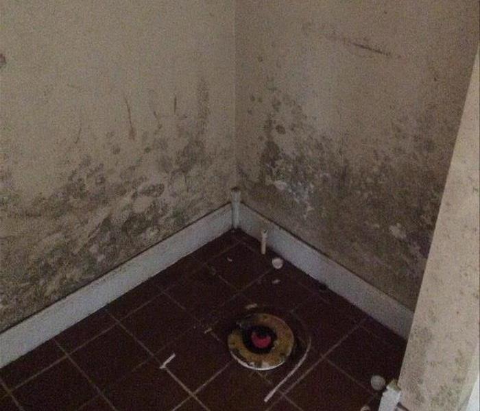 Mold in the basement bathroom 